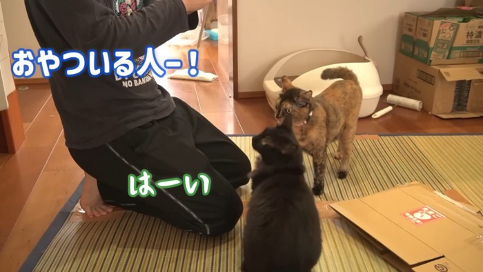 おやつをもらうサビ猫と黒猫