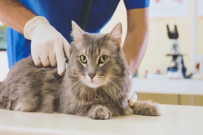 猫に聴診器を当てる獣医師