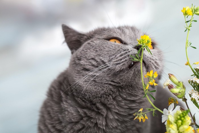 猫と花