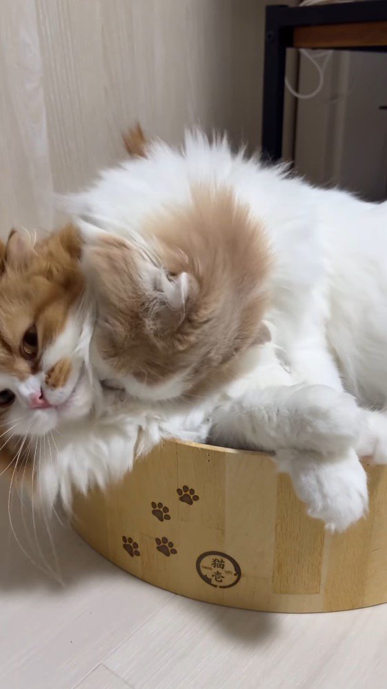 茶色い猫の首を舐めるクリーム色の猫