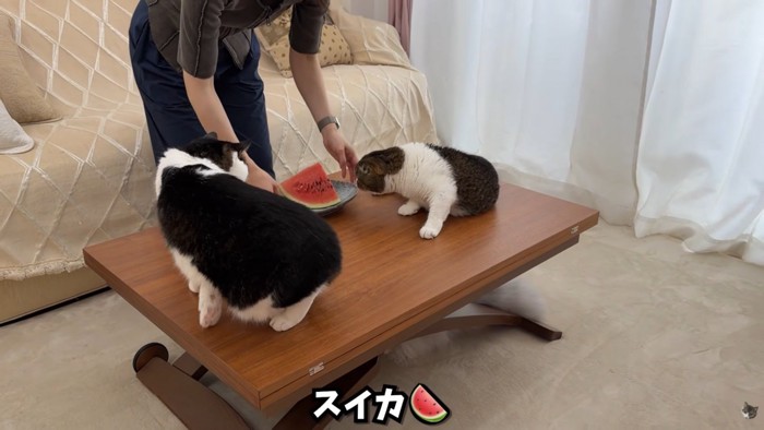 テロップ「スイカ」