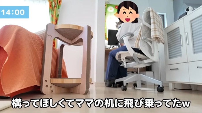 デスクにいる女性と抱かれている猫