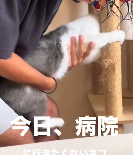 脚を飼い主さんに持たれる猫