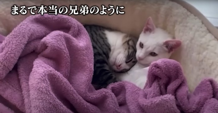 寄り添って寝る子猫2匹