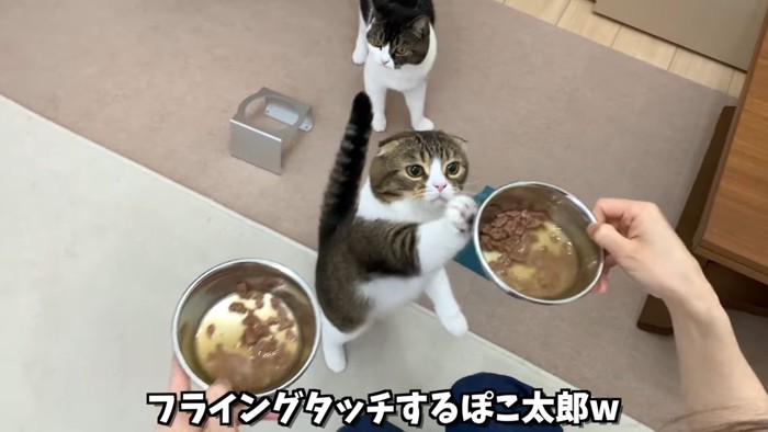 お皿にタッチする猫