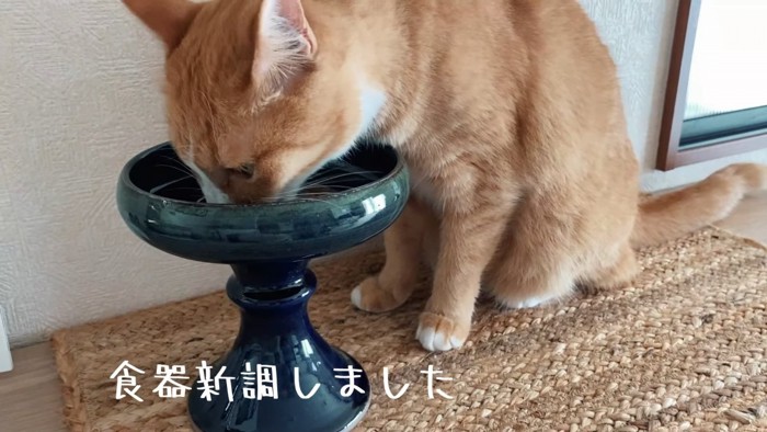 ごはんを食べる猫