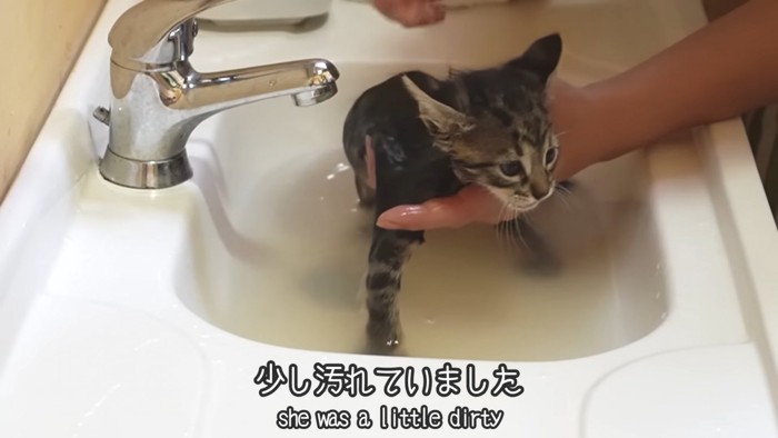 洗われる子猫