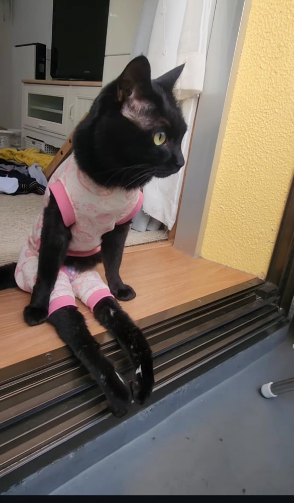 ピンクの服を着た猫