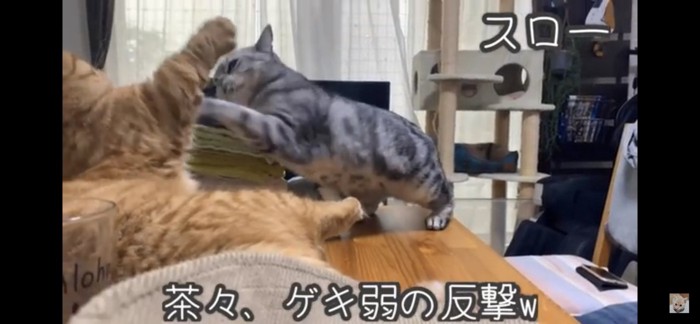 喧嘩する猫