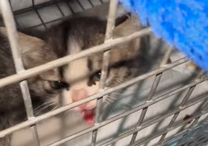 威嚇する子猫