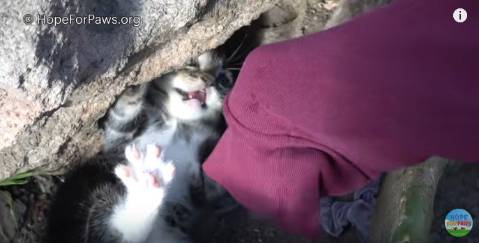 ひっくり返って抵抗する子猫