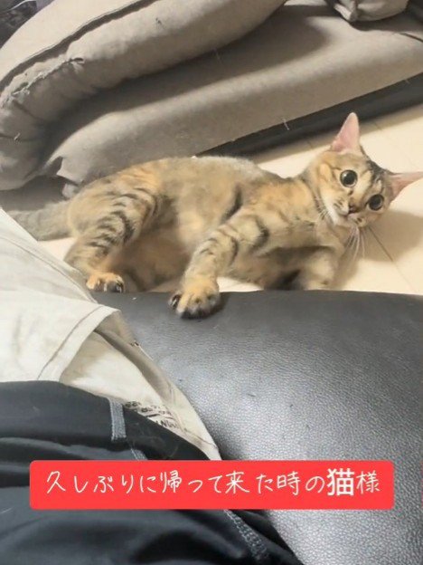 床に寝そべる猫