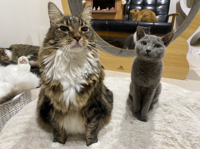 同居猫と隣に並んで座るメインクーン