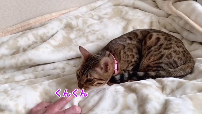 くんくんする猫