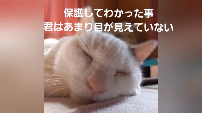 猫の寝顔