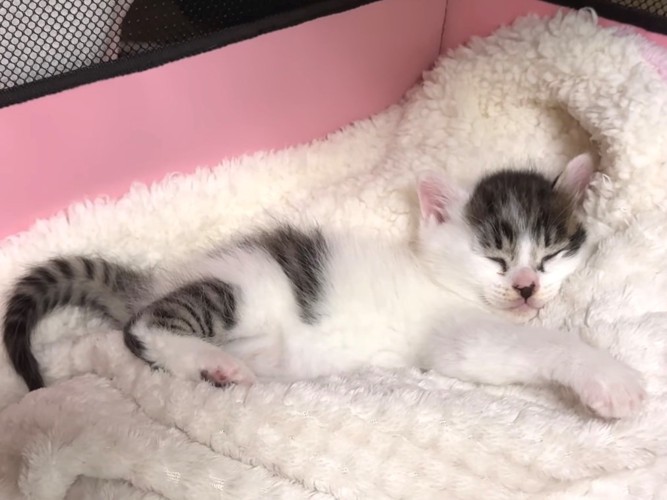 眠ってしまった子猫