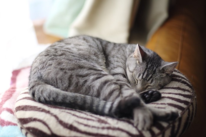 クッションの上で眠っている猫