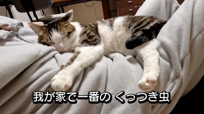 お腹の上で眠る猫