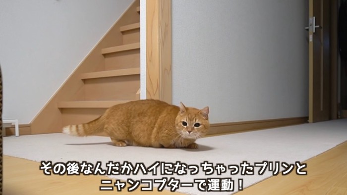 姿勢を低く構える猫