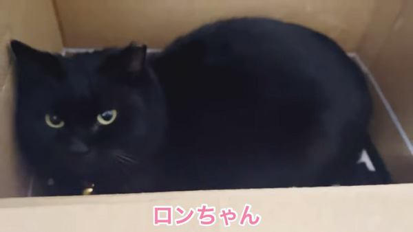 黒猫