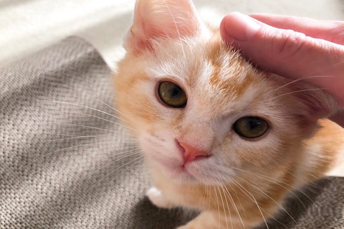 頭を撫でられる子猫