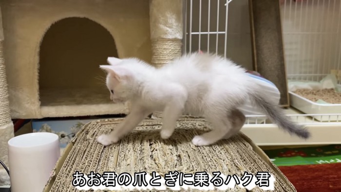 爪とぎに乗る子猫