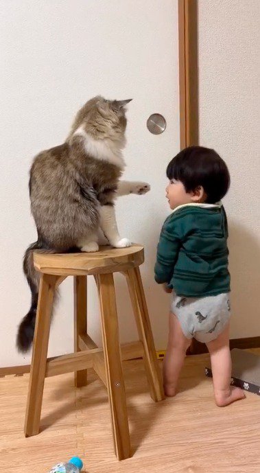 イスに乗っている猫を見上げる赤ちゃん