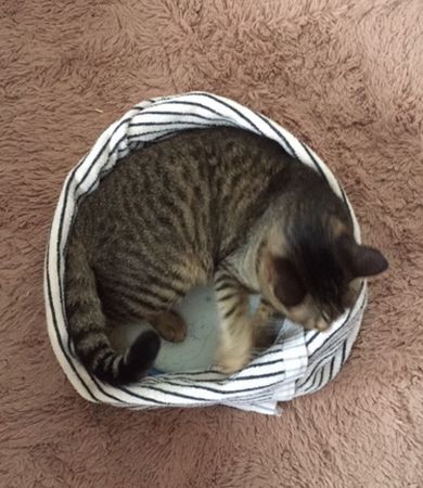 猫が寝ている 顔が右側