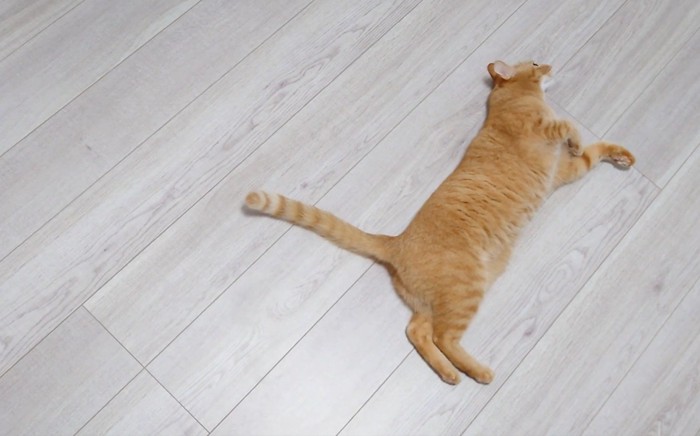 再び少し離れたところで転がる猫
