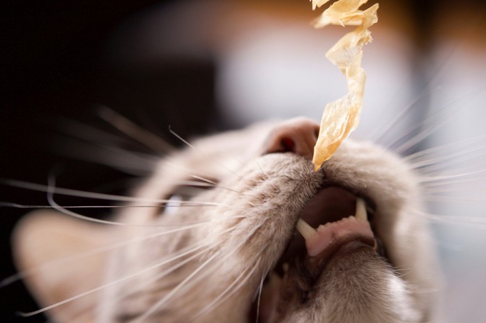 かつお節を食べようとする猫