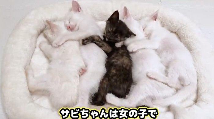 サビ猫1人が女の子だった