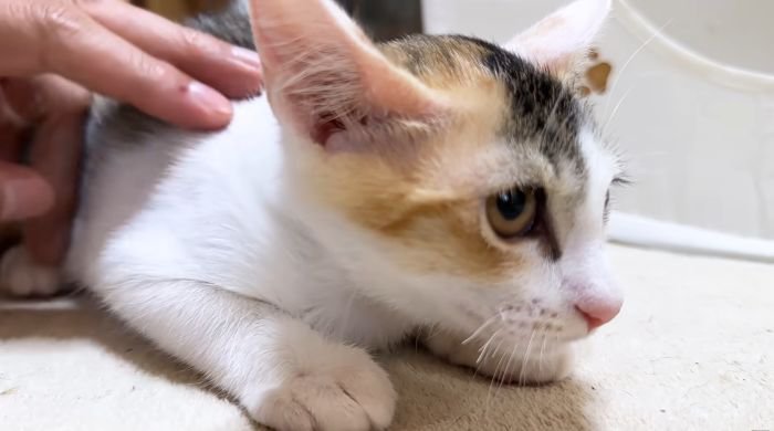 新入り三毛猫のリミちゃん