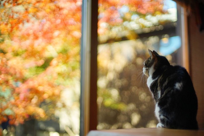紅葉を見る猫の後ろ姿