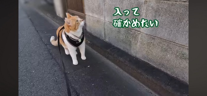 追いかける