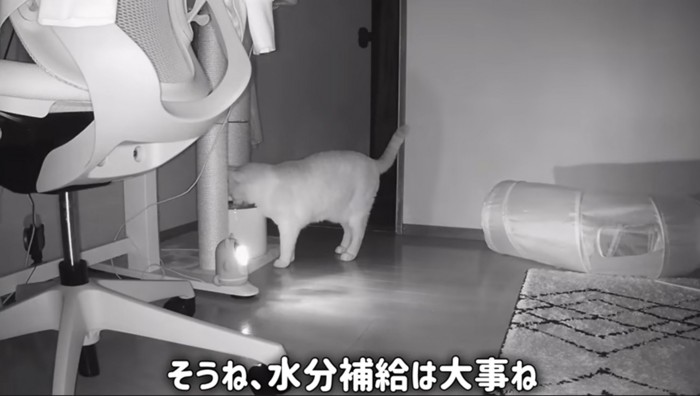 水分を補給する猫