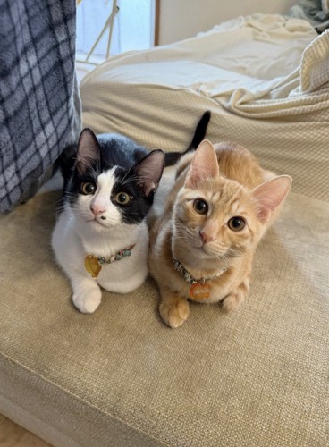 隣に並んで洗濯物を干す飼い主を見守る2頭の猫