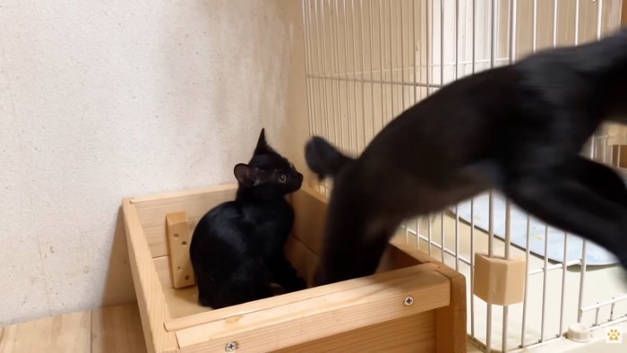 箱を飛び出す子猫（右）