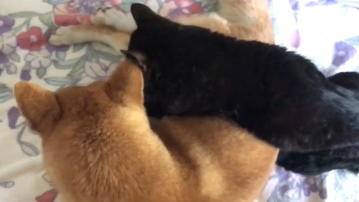 上から