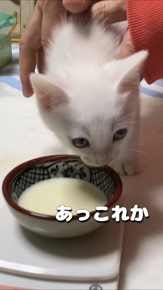 ミルクのところへ飼い主さんに連れてきてもらった子猫