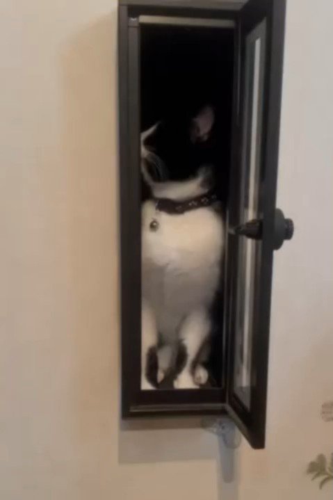 右を見る猫
