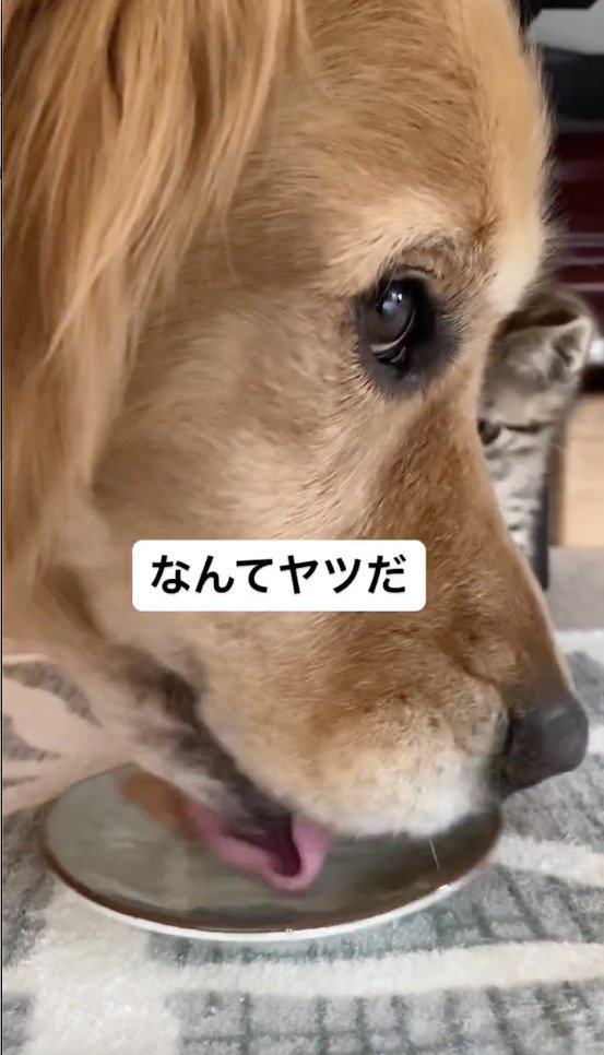 猫の水を横取りして大きな口で飲む犬