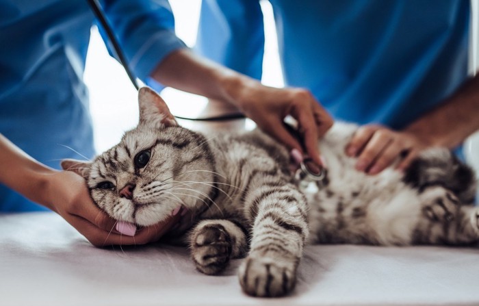 病院で診察される猫