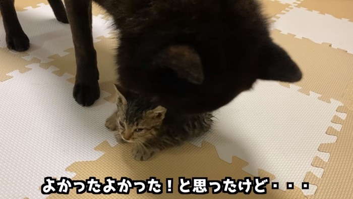 子猫に毛づくろいをする犬