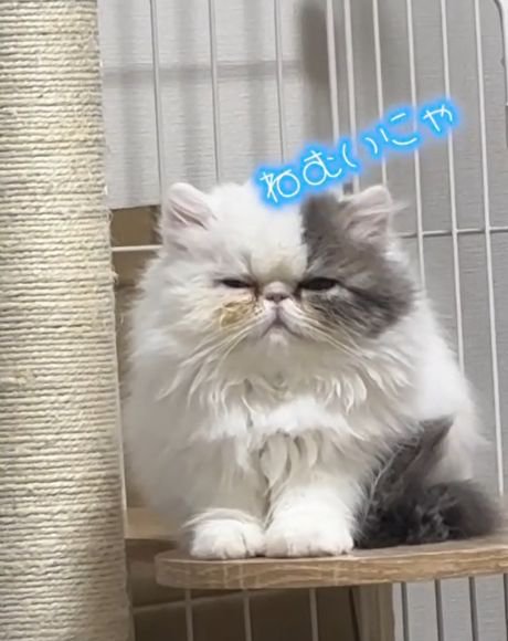 ケージ内のステップに前足をそろえて座る猫