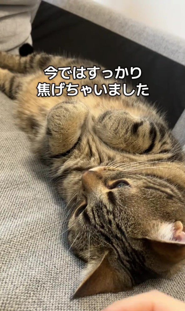 寝転がっているアルフォンスくん