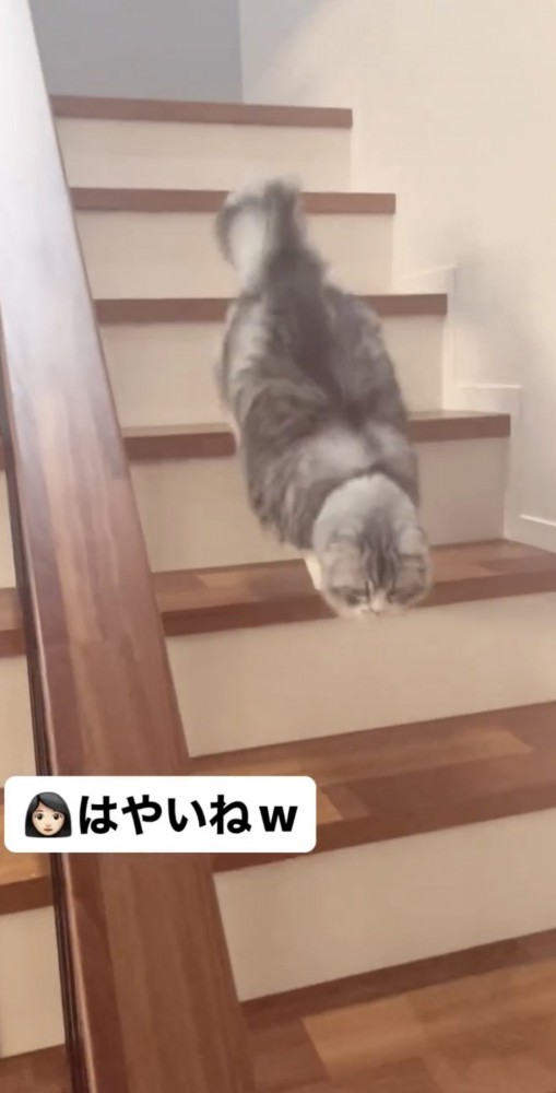 おやつのためならすぐにくる猫ちゃん達