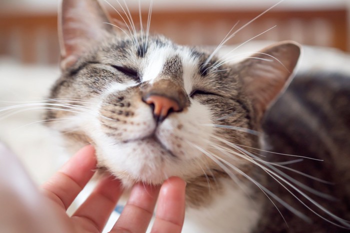 撫でられて幸せそうな猫