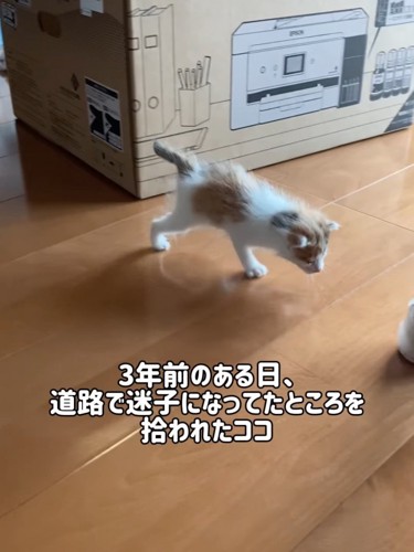 歩く小さな子猫