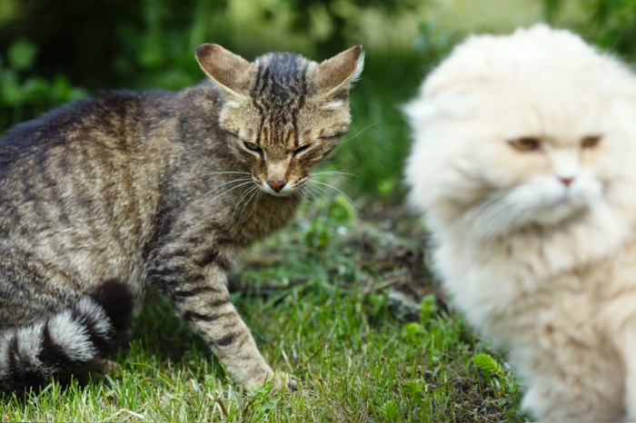目線をそらし合う2匹の猫