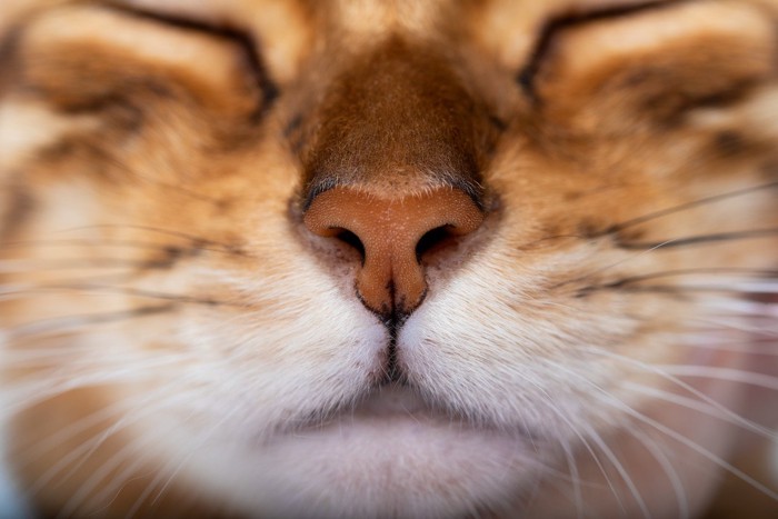 猫の鼻のアップ